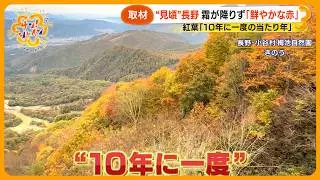 【寒暖差】東京はきょう12月並みの寒さ&hellip;今年の紅葉は ｢10年に一度の当たり年｣最前線を緊急取材！【サン！シャインニュース】