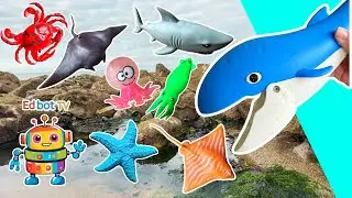 Kids Learn | Sea Animal Names at the Rock Pool: Shark Manta Ray Sea Lion Pufferfish Cuttlefish