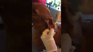 Cleaning a Doxie's Ears