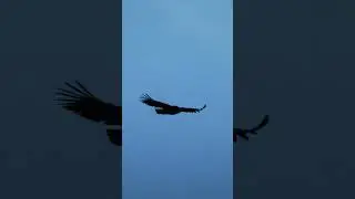 L'une des plus belles ambiances en photo animali&egrave;re que j'ai pu voir :
