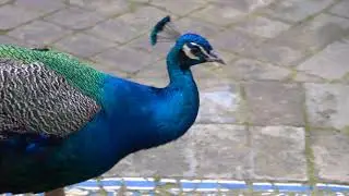 Elegant Peacock Craps in Royal Palace 😂