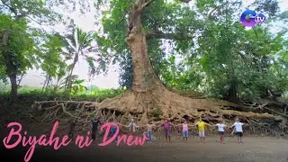 Heritage tree ng Cebu, silipin! | Biyahe ni Drew