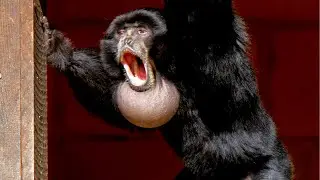 Siamang Monkey Sound Performance #shorts ❤️❤️❤️