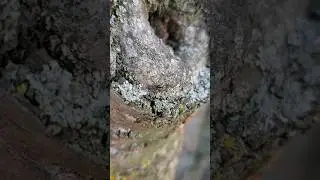 Ants eating a tree #ants #bugs