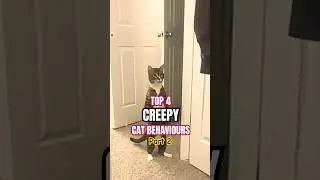 Cat forgot he is a cat! #animals #cat #cats
