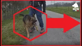 BERGER ALLEMAND JAMAIS DETACHE AVEC SES SEMBLABLES !