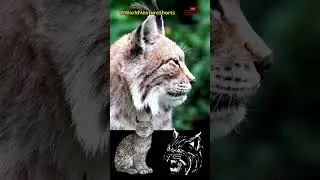 Iberian lynx, in the Iberian forests - #Animal #IberianLynx #Forest #lynx #Agility