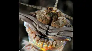 Bobbit worm facts for casuals