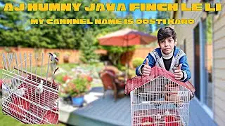 Aj Humny Java Finch Le Li 🕊️ | New Birds Entry