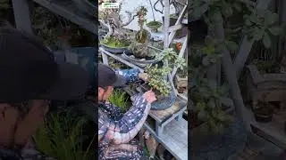 Bonsai Money Tree