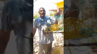 así se prepara las trampas para la jaiva