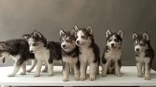 NEW SIBERIAN HUSKY PUPPIES BLUE EYES AVAILABLE IN DANISH PET'S PAKISTAN