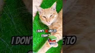 I don&rsquo;t like to study 📚😱 #shorts #cats #cute #funny #viralvideo #pets #aww