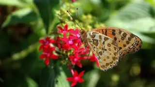 Blender 3D Model |  Argynnis Hyperbius | VFX Grace