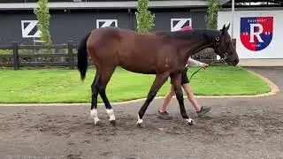 MMGC26 - Lot 369 Harry Angel x I See Fire filly