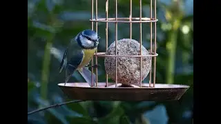 Blaumeisen und Kohlmeisen am Futtersilo im Garten.