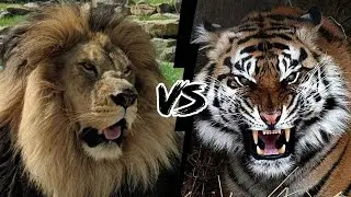 LE&Oacute;N DEL ATLAS VS TIGRE SIBERIANO &ndash; Cu&aacute;l es el felino m&aacute;s fuerte?