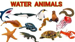 Water Animals Name in Hindi and English |  समुद्री जीव जंतुओ के नाम | Water Animals Name