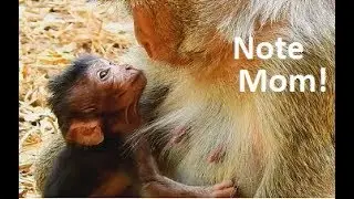 Smart...! Newborn Nelson look start note mom face| Nelson get soft warm care in chest Nova.