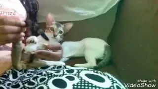 Cute kitten playing.. 🐱❤️