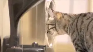 High-Tech Cat Feeder Uses Facial Recognition Software and Surveillance Cameras