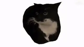 maxwill cat крутится 1 час