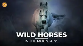 Our Planet | Horses | Incredible 4K Nature Scenes Narrated By Short Frame Studio