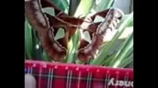 Attacus Atlas: Mariposa Gigante no Brasil (2/2)... Giant Moth at Brazil (2/2)