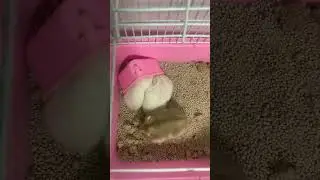 Giờ ăn của các bé Hamster