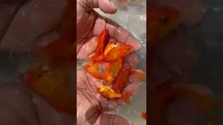 Red Comet Goldfish🔥The Star of Every Pond #viralvideo #fish #shorts #trending