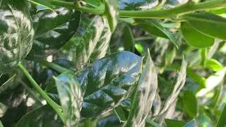 Baby Praying Mantis  Garden With Nature Sounds For Relaxation