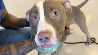 Feather is available for adoption for $18 at the Franklin County Dog Shelter