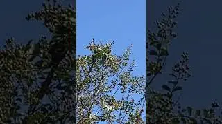 B-52 In the trees #mustin07 #aviation #buff  #airforce  #b52s #shorts #planespotting