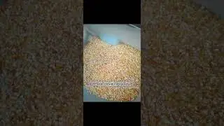 Steam matured corn flake machine. Master of flake feed mill: www.immy.cn/www.immyhitech.com