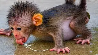 Baby Monkey Morning Routine ☀️ Cute Daily Live Stream