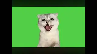 Cat meme 2026