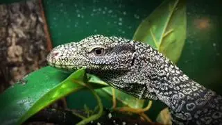 Croc Monitor Varanus Salvadorii baby Croc Monitor