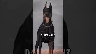 &iquest;Como de fuerte son realmente los Doberman? #perros #dogs #doberman
