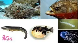 Top 10 most dangerous fish species in the world