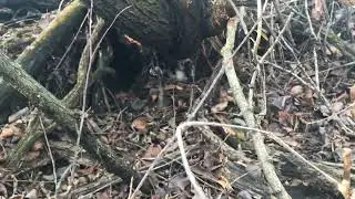 Rare Squirrel Catch