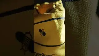 🐝🍯ASMR🐝🍯