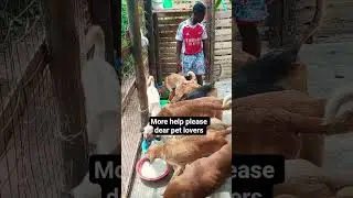 We need more prayers and support dear pet lovers.#dogs #pets #rescue #kindness #save #support #cute