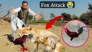 Fox Ne Attack Kar Diya Prank | Raza Salam Vlog