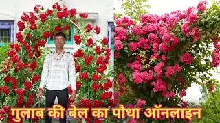 Climbing Rose Plant Kaise Lagaye, गुलाब की बेल कैसे लगाएं, how to grow rose plant, climbing rose 