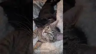 perfect coco #shorts #fosteringsaveslives #trending #tabby