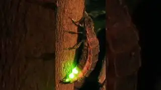 Animals that glow in the dark 🌑💡 Part 1 #nature #animals #bioluminescence #glow