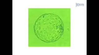 Preservation of preimplantation embryos in cattle, sheep, and goats through cryopreservation