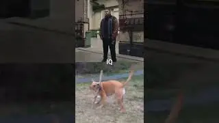 Human vs Dog #shorts