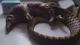 World Pangolin Day 2025