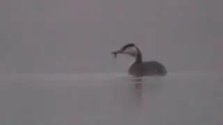 Svasso maggiore (Podiceps cristatus)